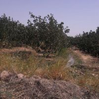 زمین کشاورزی با پسته کاری و گاوداری شیری فعال