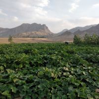 فروش مزرعه هکتاری مرغوب