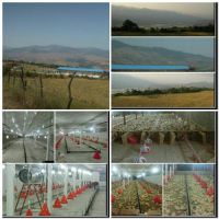فروش مرغداری 25هزار قطعه ای گوشتی