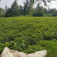 ۲۰۵۰ متر باغ چایی برای ویلاسازی