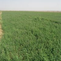 فروش و اجاره زمین مزرعه کشاورزی