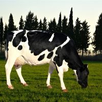 فروش گاوداری و زمین کشاورزی در بیجار- کردستان - 100 راسی