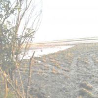شالیزار 2 هکتاری در شمال