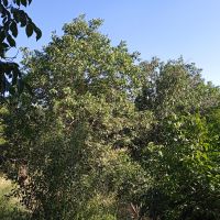 باغ گردو در بهترین منطقه روستا