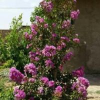 فروش گاوداری